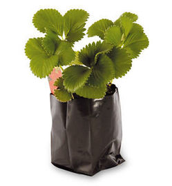 poly seedling nursery heavy duty 5 gallon black grow bags for greenhouse planter